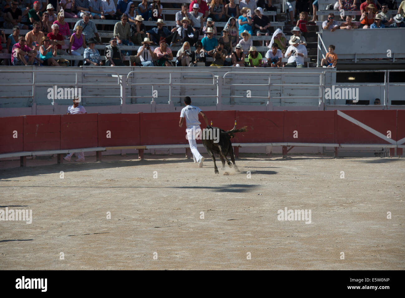Bull Racing Arles France Stock Photo - Alamy