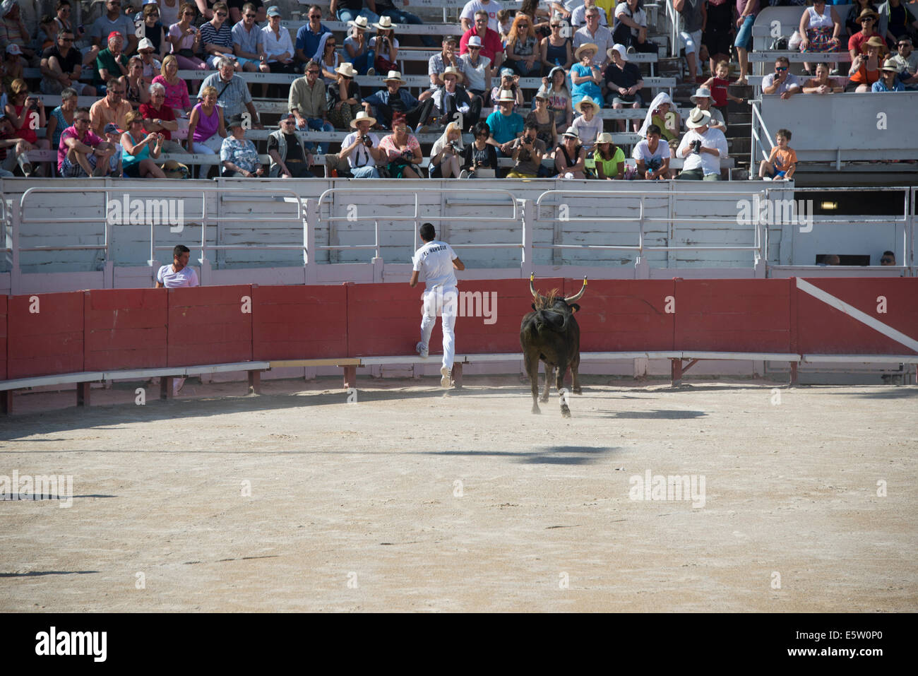 Bull Racing Arles France Stock Photo - Alamy