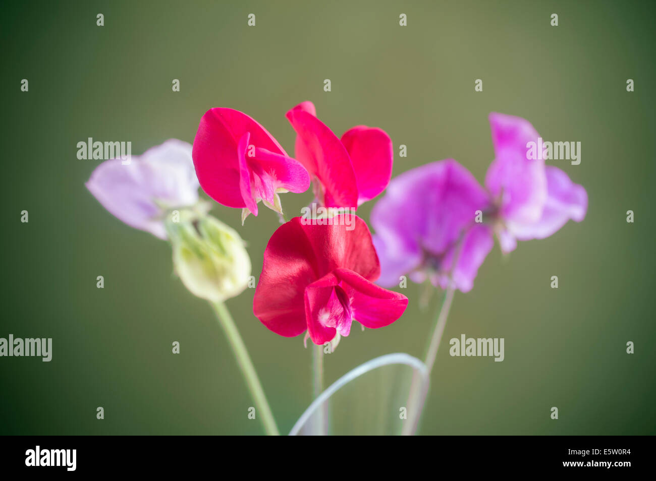 Still life of Sweet pea flowers Stock Photo