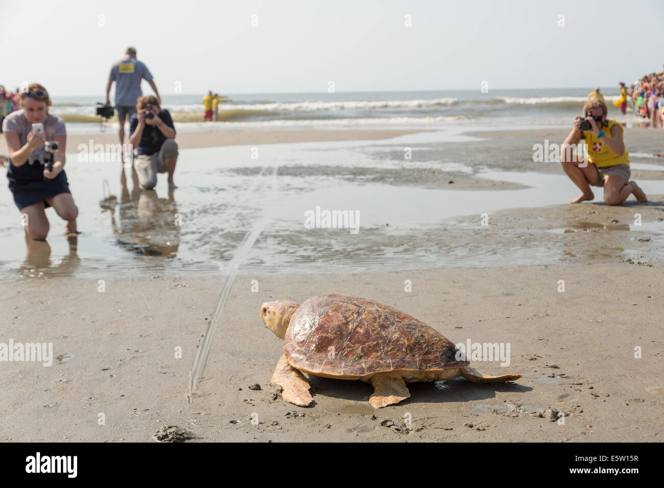 Mitchell, a 65-pound juvenile loggerhead sea turtle crawls back to the ocean during the release of rehabilitated sea turtles August 6, 2014 in Isle of Palms, South Carolina. The turtle was found entangled in a fishing line, malnourished and covered in barnacles and rehabilitated by the sea turtle hospital at the South Carolina Aquarium in Charleston. Stock Photo