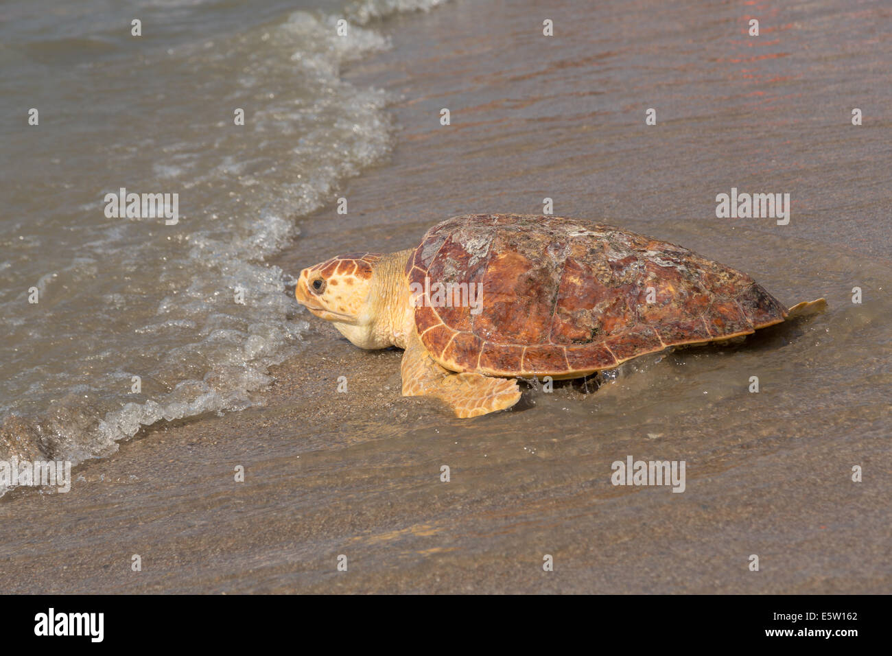 Mitchell, a 65-pound juvenile loggerhead sea turtle crawls back to the ocean during the release of rehabilitated sea turtles August 6, 2014 in Isle of Palms, South Carolina. The turtle was found entangled in a fishing line, malnourished and covered in barnacles and rehabilitated by the sea turtle hospital at the South Carolina Aquarium in Charleston. Stock Photo