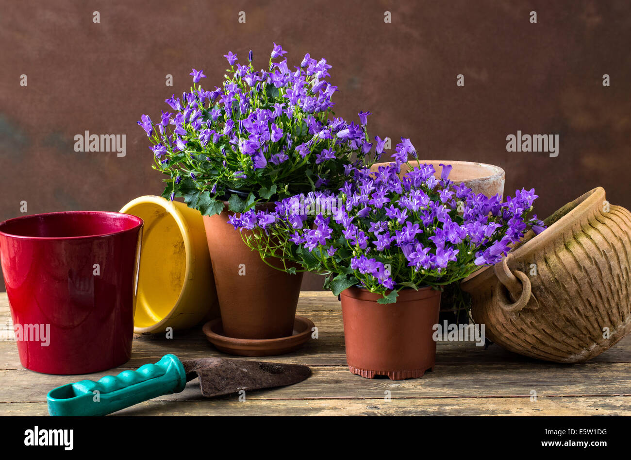 Still life of garden flower Campanula plants with clay pots Stock Photo