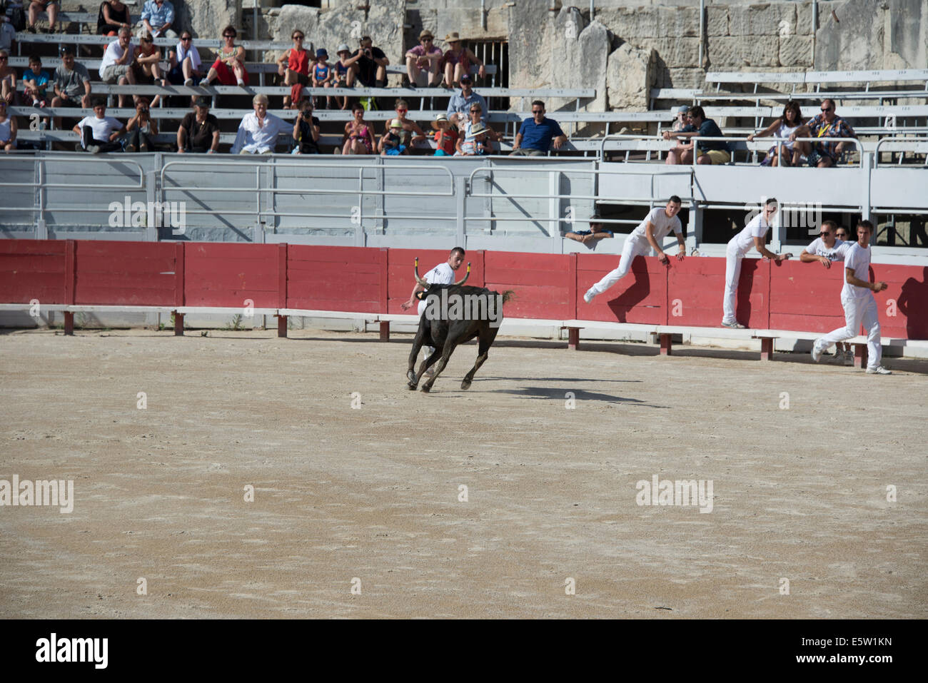 Bull Racing Arles France Stock Photo - Alamy