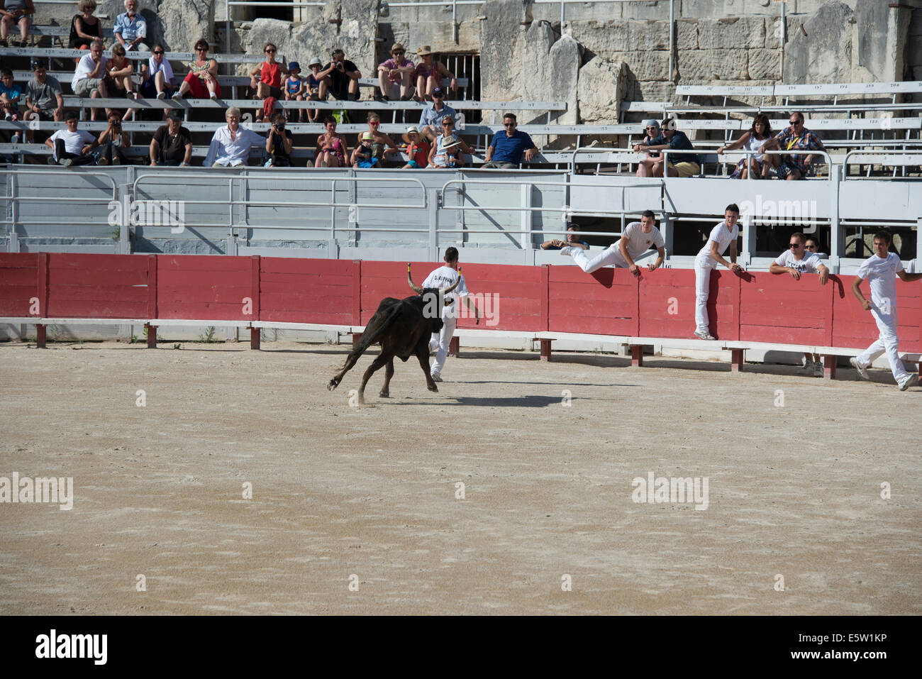 Bull Racing Arles France Stock Photo - Alamy