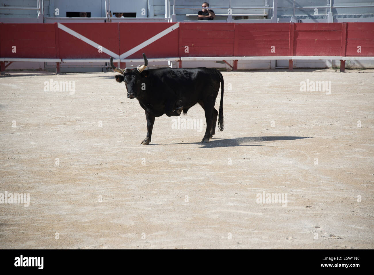 Bull Racing Arles France Stock Photo - Alamy