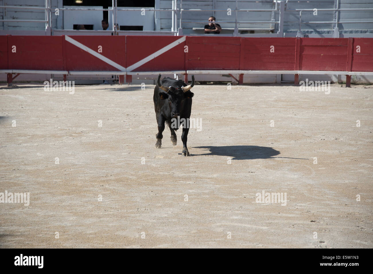 Bull Racing Arles France Stock Photo - Alamy