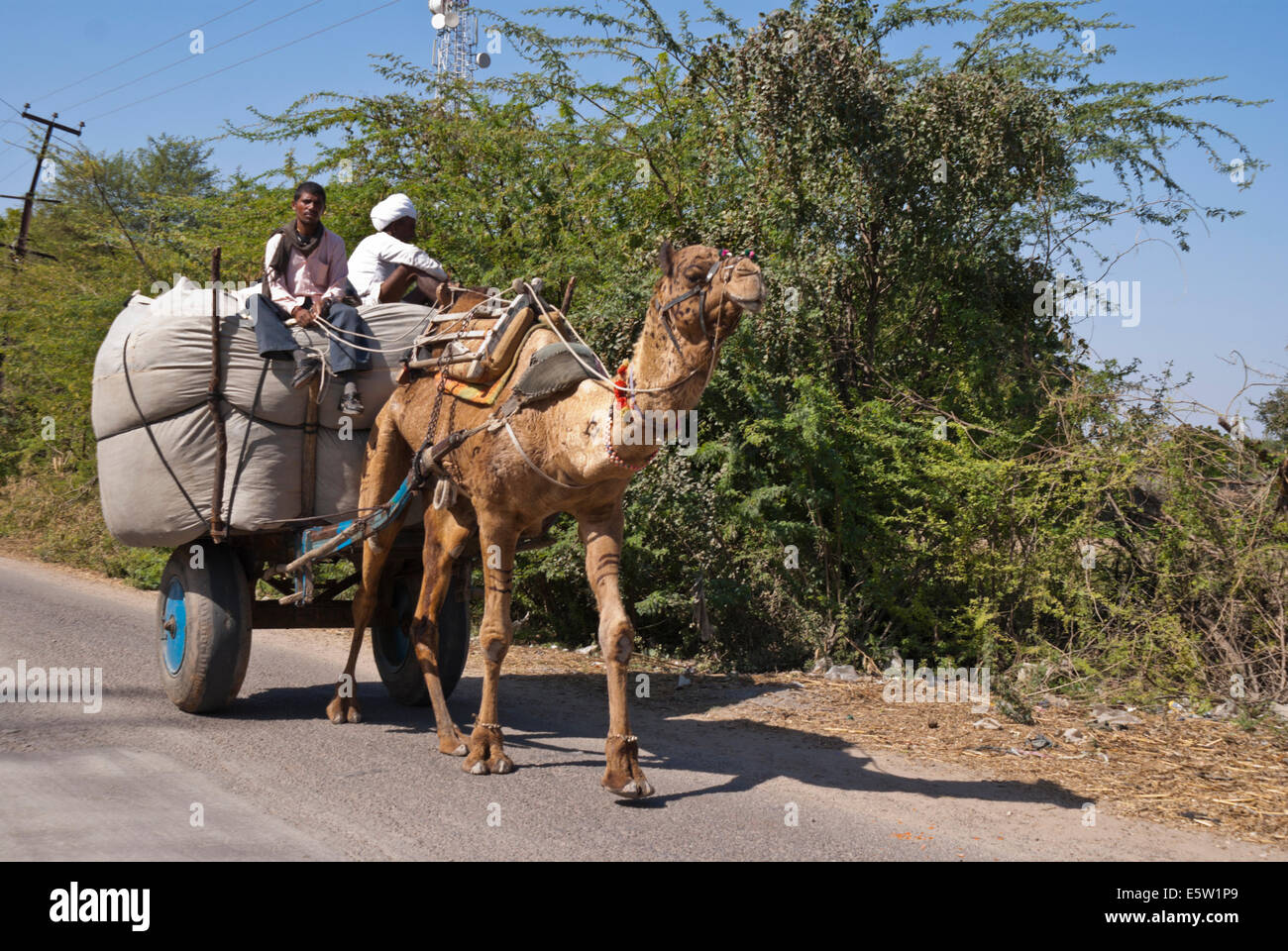 Camel pulls wagon with big bag of stuff under guidance of driver with