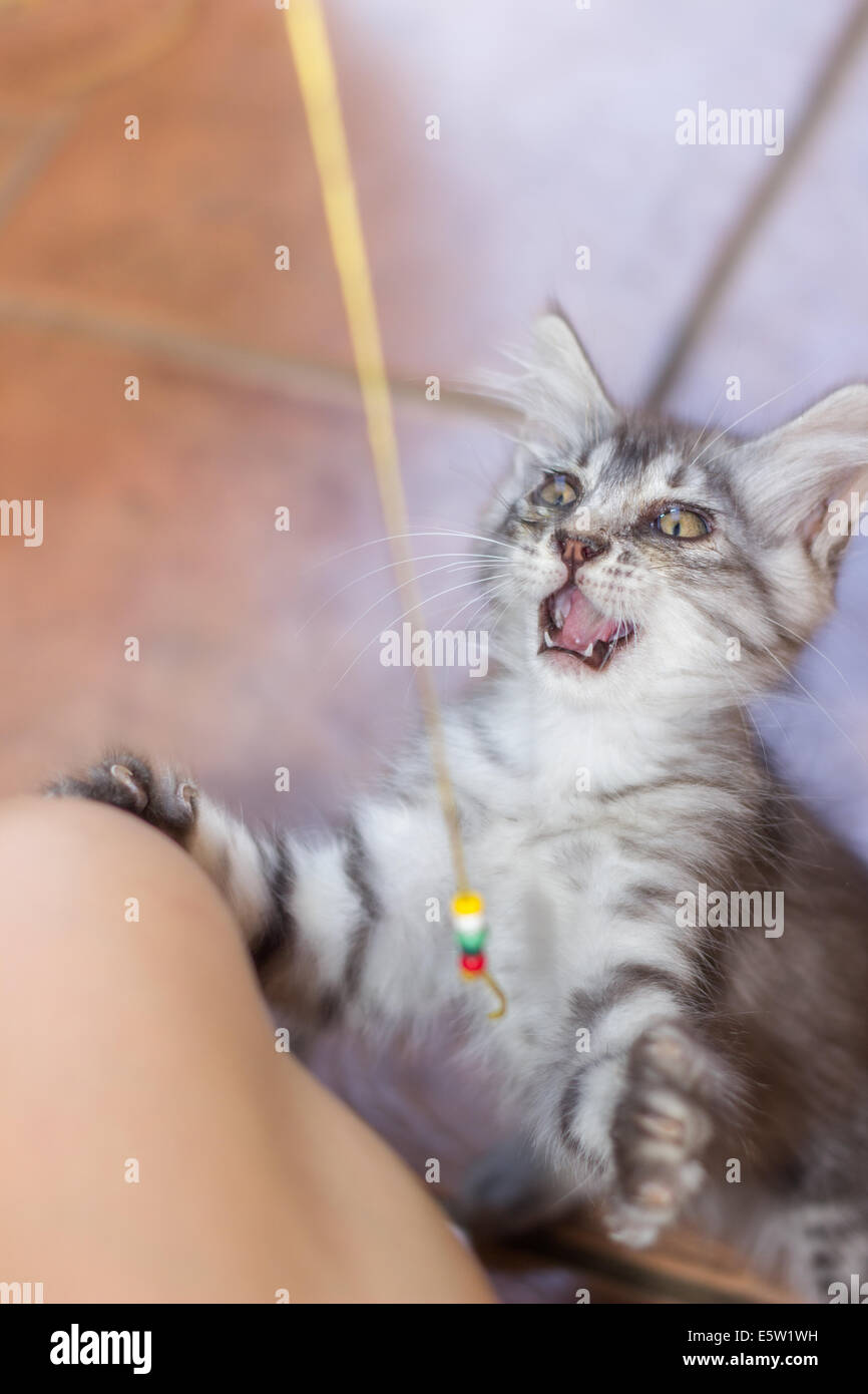kitty kitten playing rope closeup Stock Photo