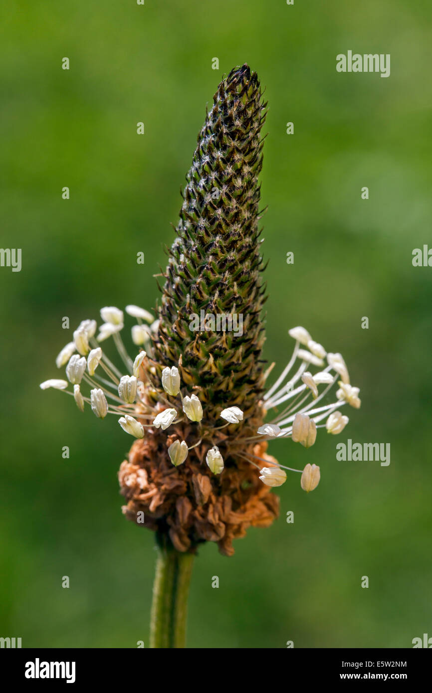 English plantain / narrowleaf plantain / ribwort plantain (Plantago lanceolata) close up Stock Photo