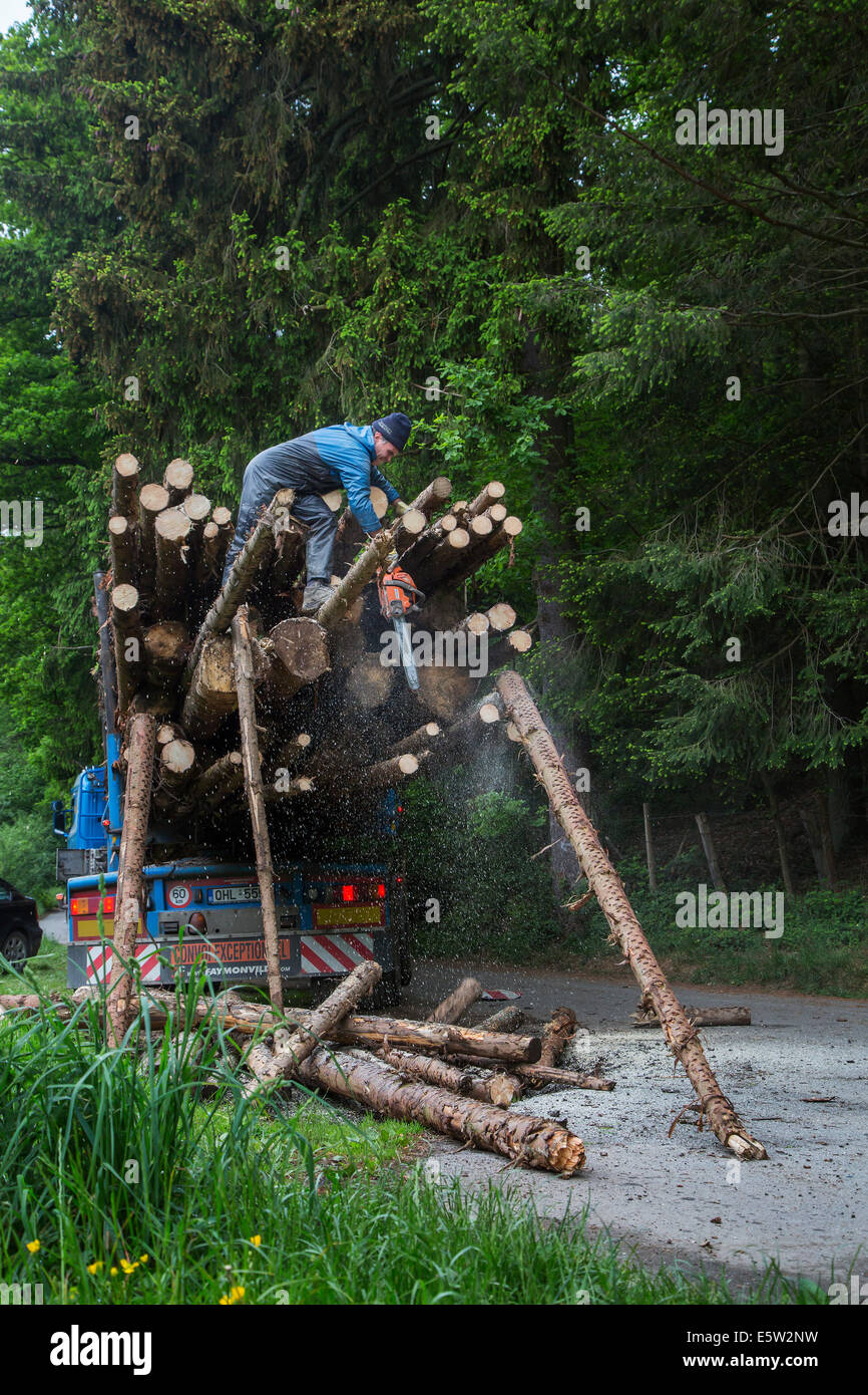 Forester cutting too long logs with chainsaw after loading felled tree trunks on logging truck in forest Stock Photo
