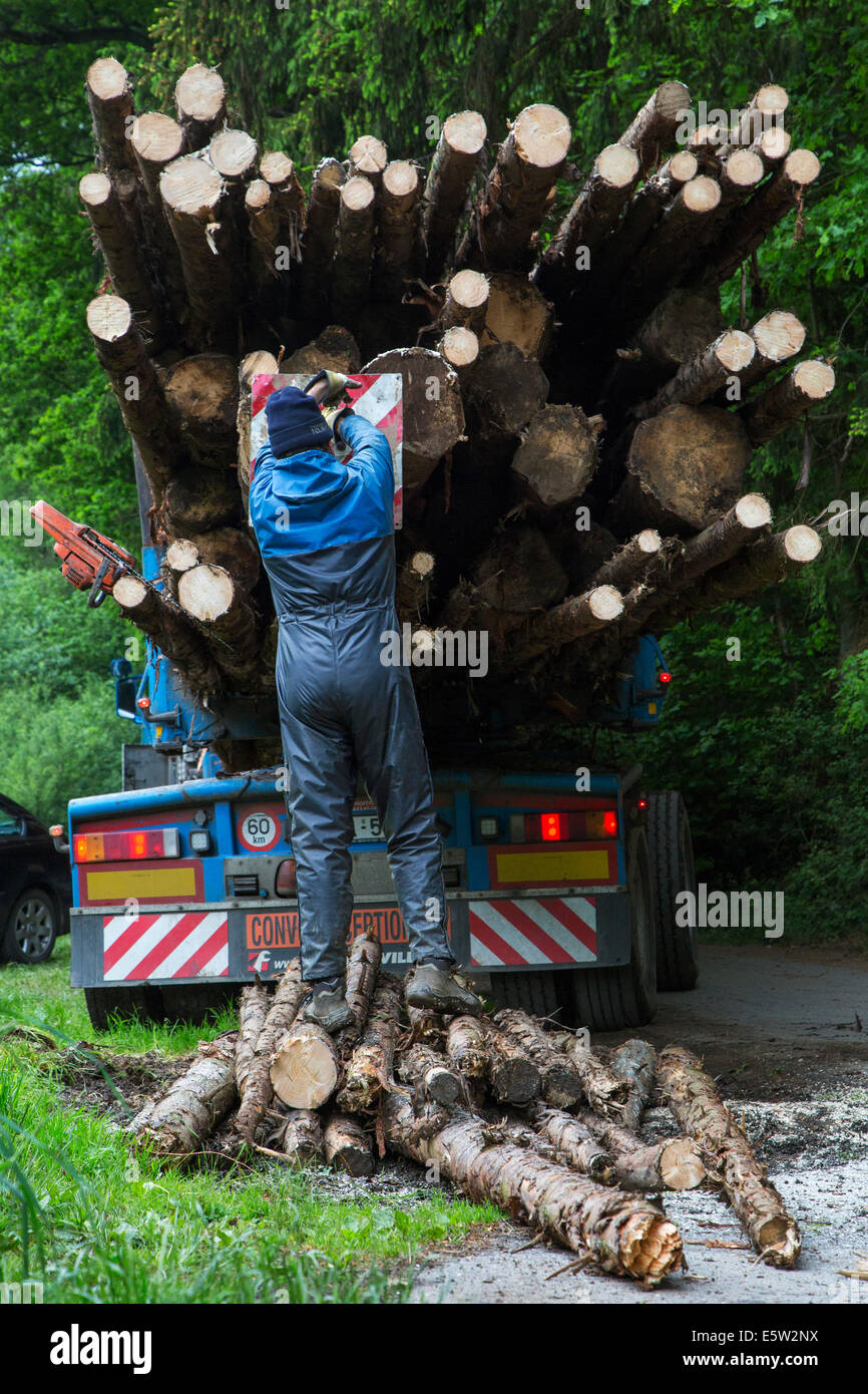 Forester attaching red and white striped rear load marker after loading felled tree trunks on logging truck in forest Stock Photo