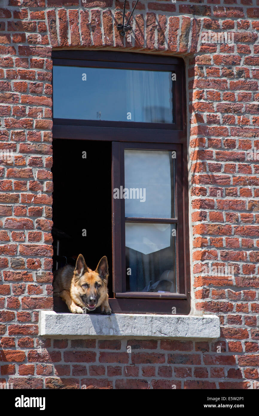 Curious German shepherd dog (Canis lupus familiaris) sticking head through window of house Stock Photo