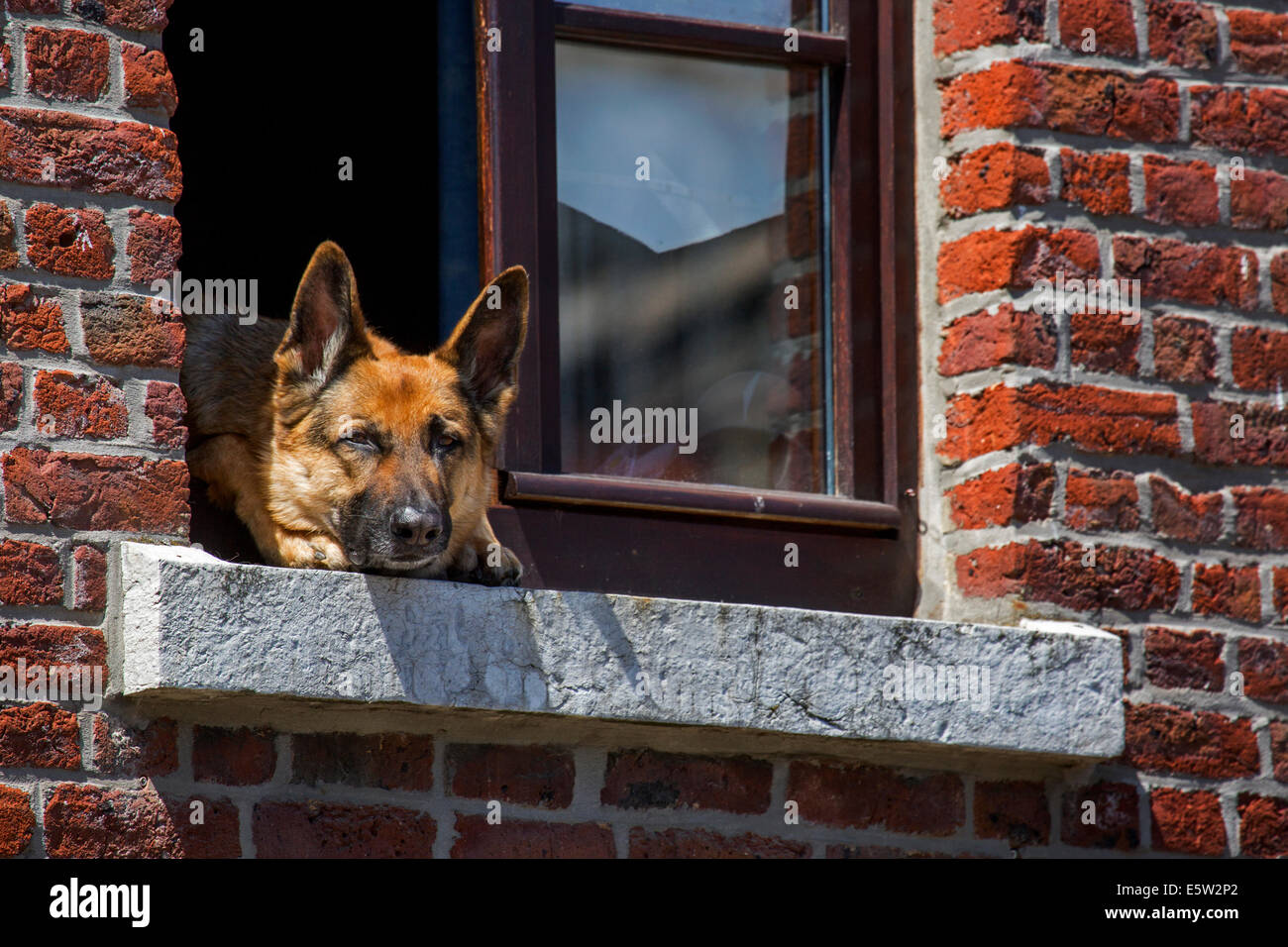 Curious German shepherd dog (Canis lupus familiaris) sticking head through window of house Stock Photo