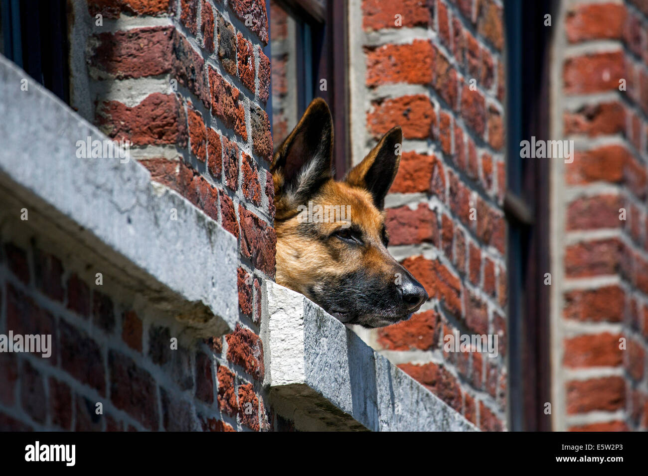 Curious German shepherd dog (Canis lupus familiaris) sticking head through window of house Stock Photo