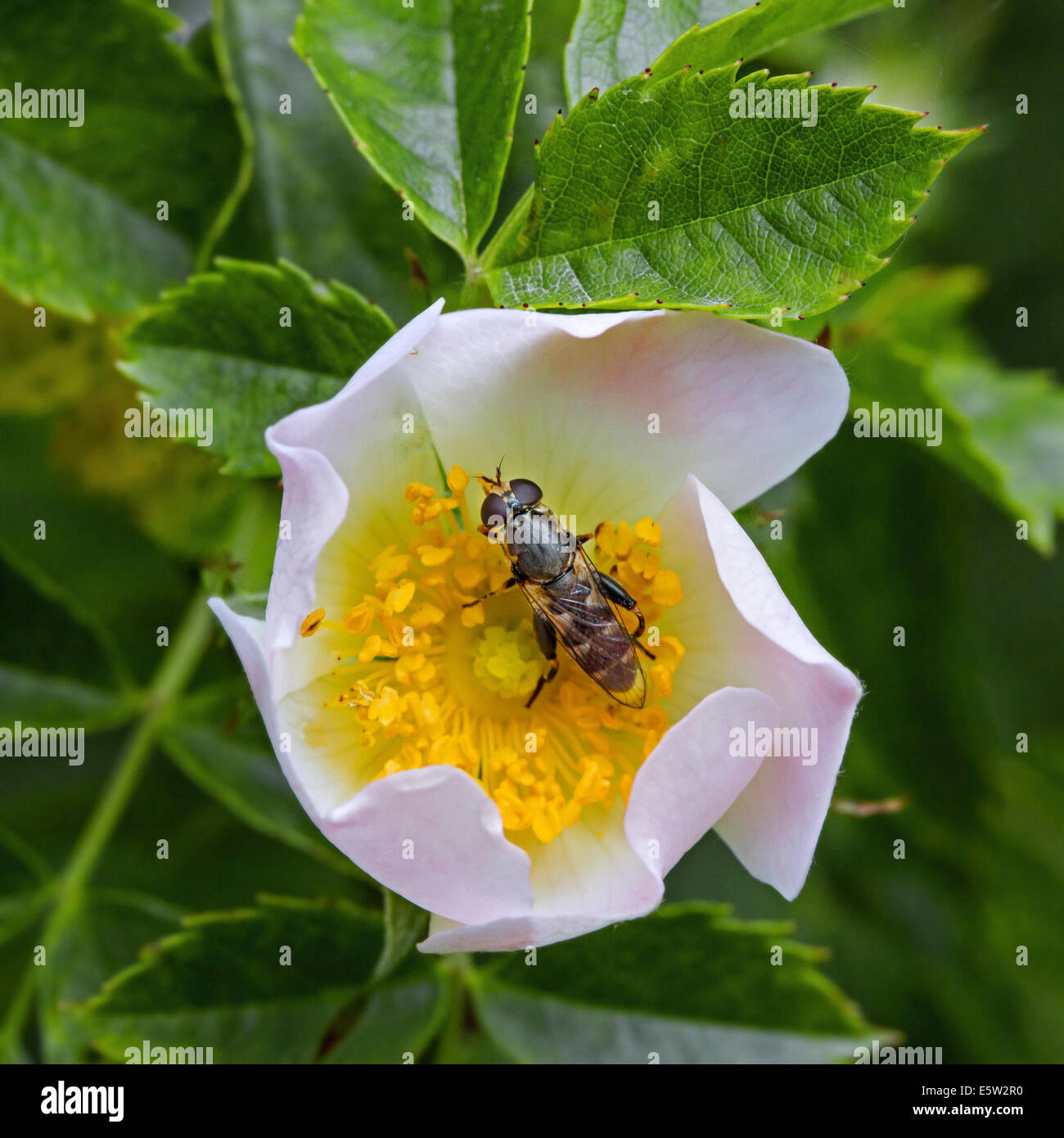 Thick-legged hoverfly (Syritta pipiens) pollinating sweet briar / sweet brier / eglantine (Rosa rubiginosa / Rosa eglanteria) Stock Photo