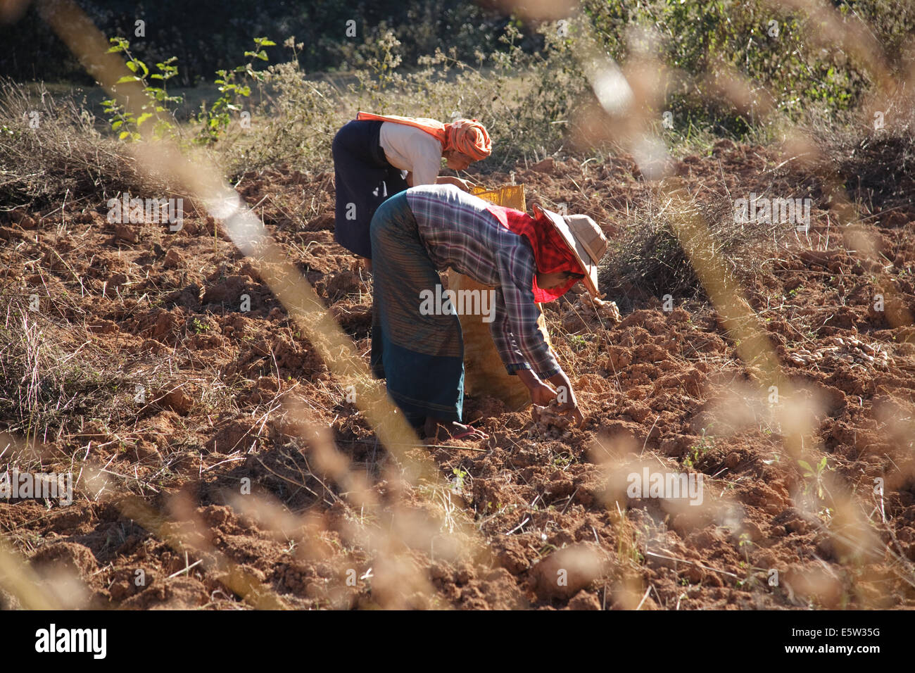 Women working in a field in the Than Taung mountains, Shan state, Myanmar (Burma) Stock Photo