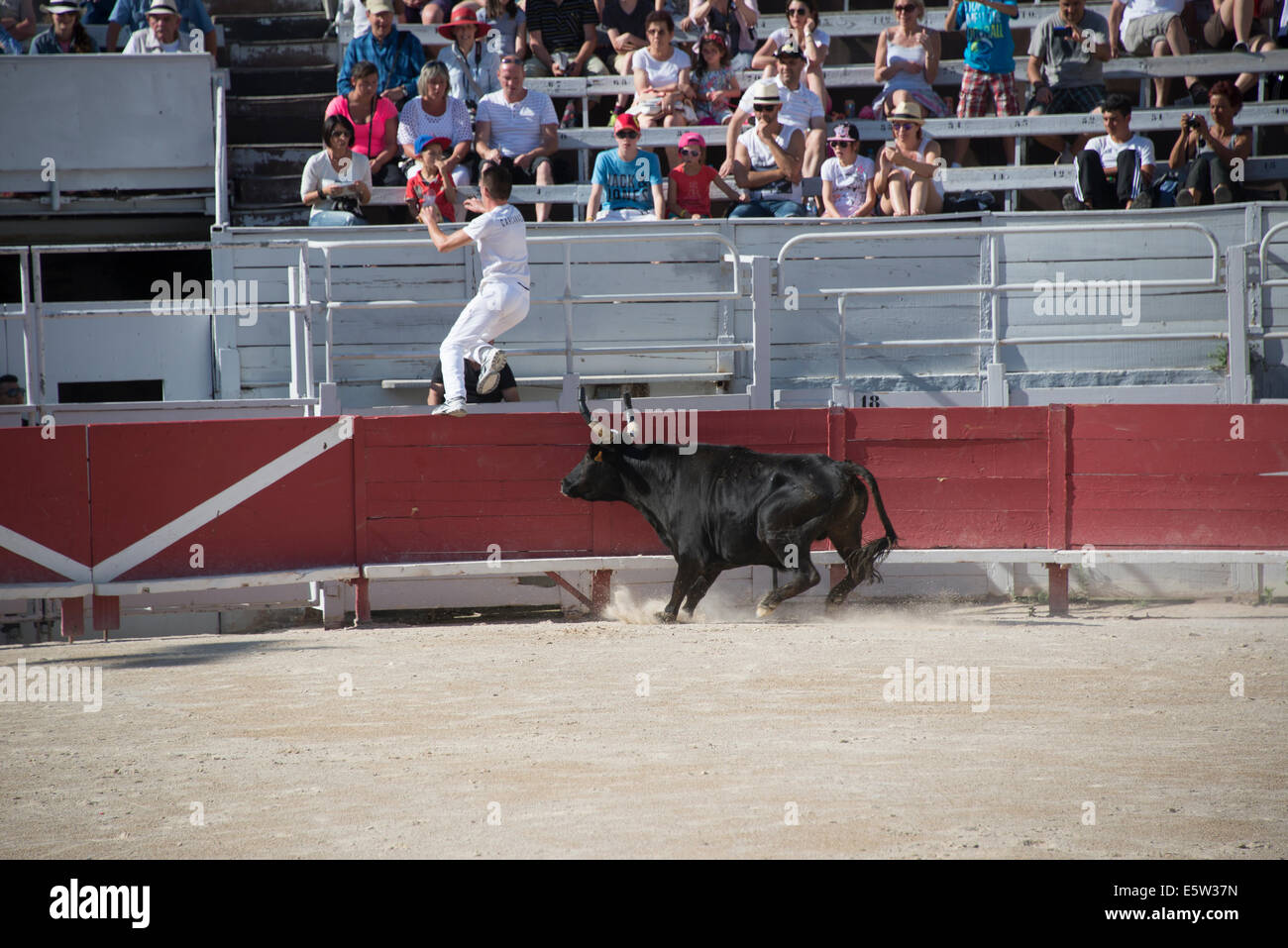 Bullrace hi-res stock photography and images - Alamy