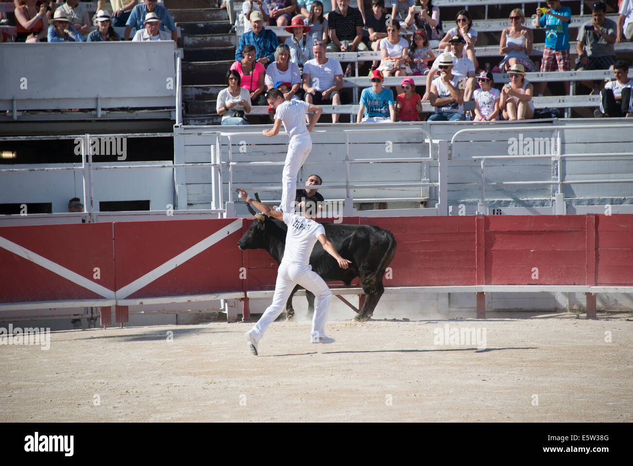 Bull Race, Arles, France Stock Photo - Alamy