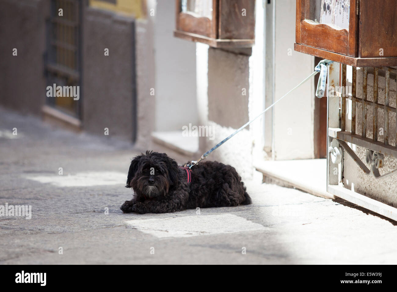 A dog tied up outside a shop Stock Photo Alamy
