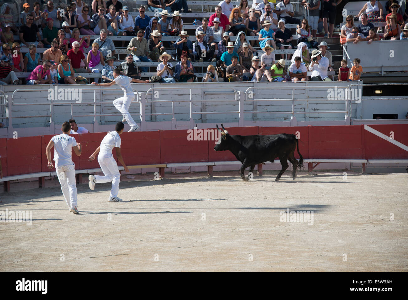 Bull Race, Arles, France Stock Photo - Alamy