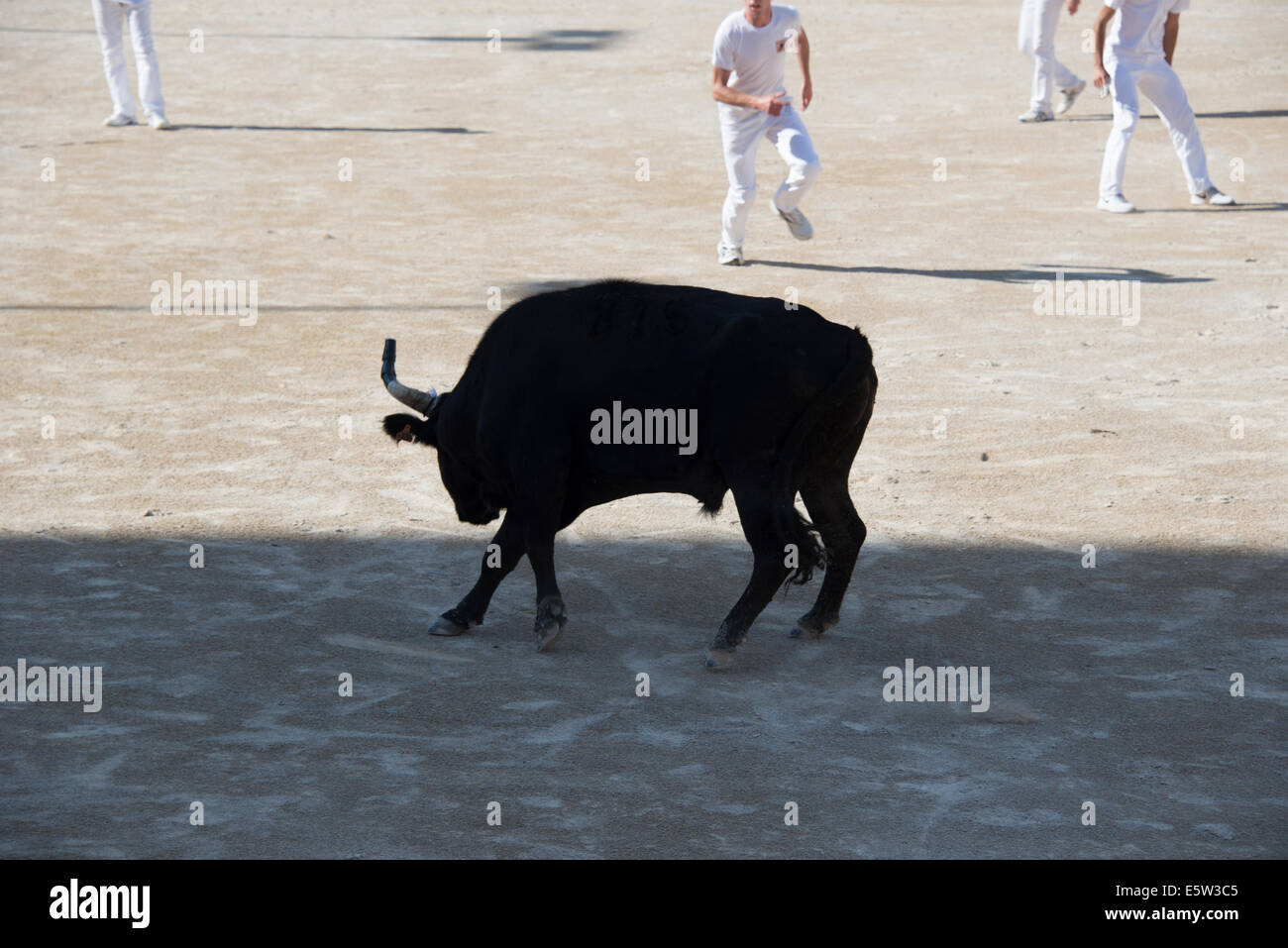 Bull Race, Arles, France Stock Photo - Alamy