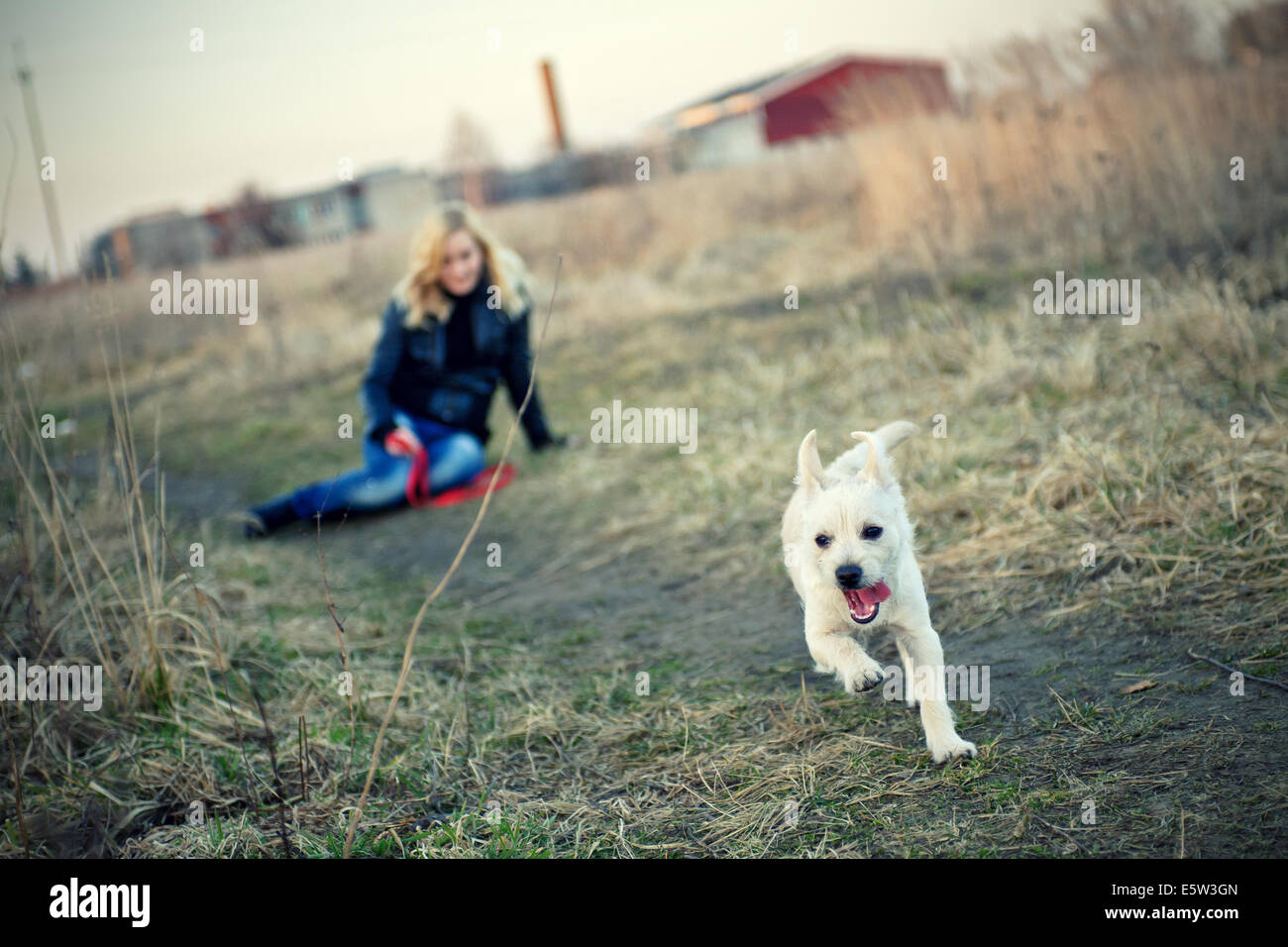 Blond girl playing with her puppy on the field Stock Photo - Alamy