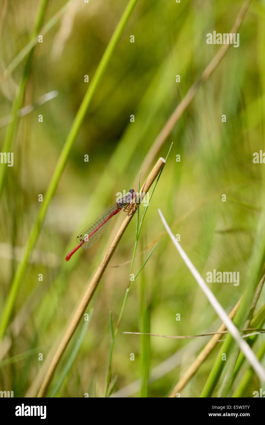 Small red damselfly (Coenagrion tenellum Stock Photo - Alamy