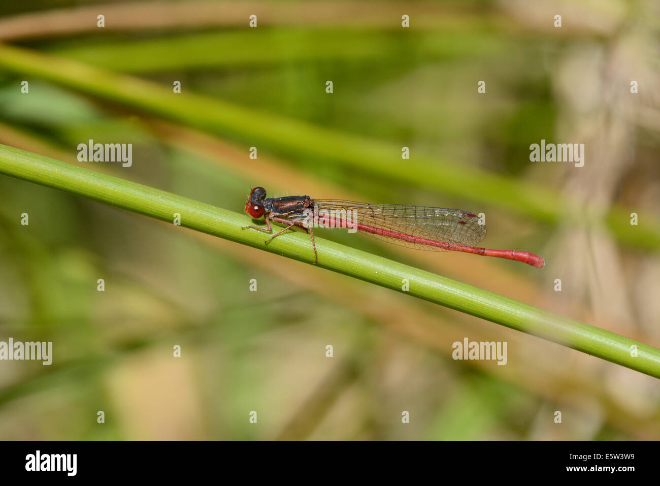 Small red damselfly (Coenagrion tenellum Stock Photo - Alamy