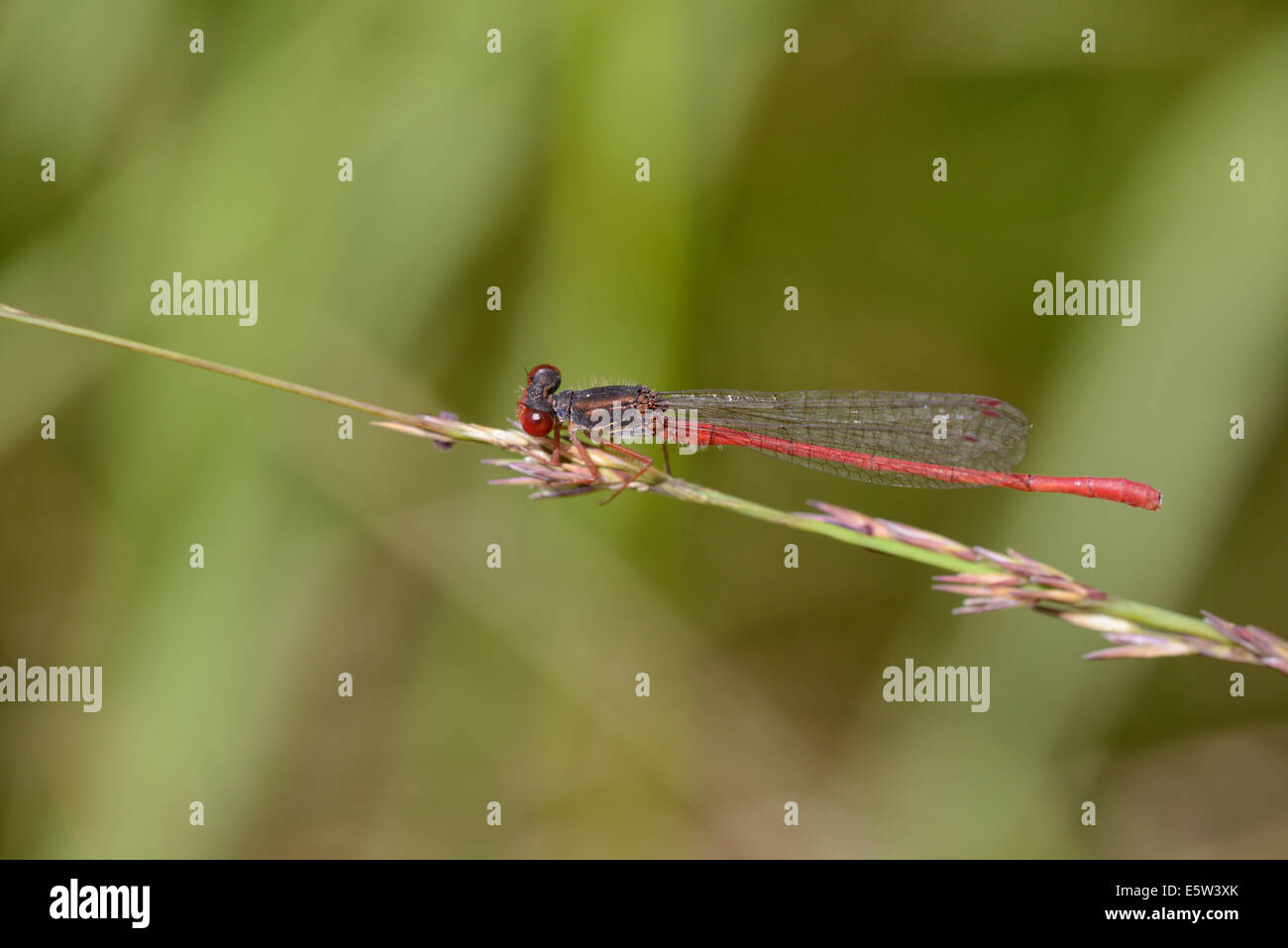 Small red damselfly (Coenagrion tenellum Stock Photo - Alamy