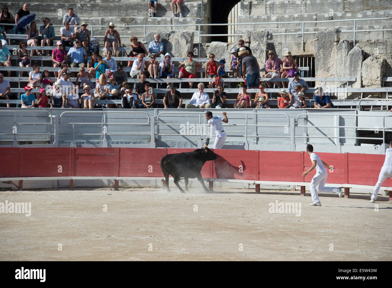 Bull Race, Arles, France Stock Photo - Alamy