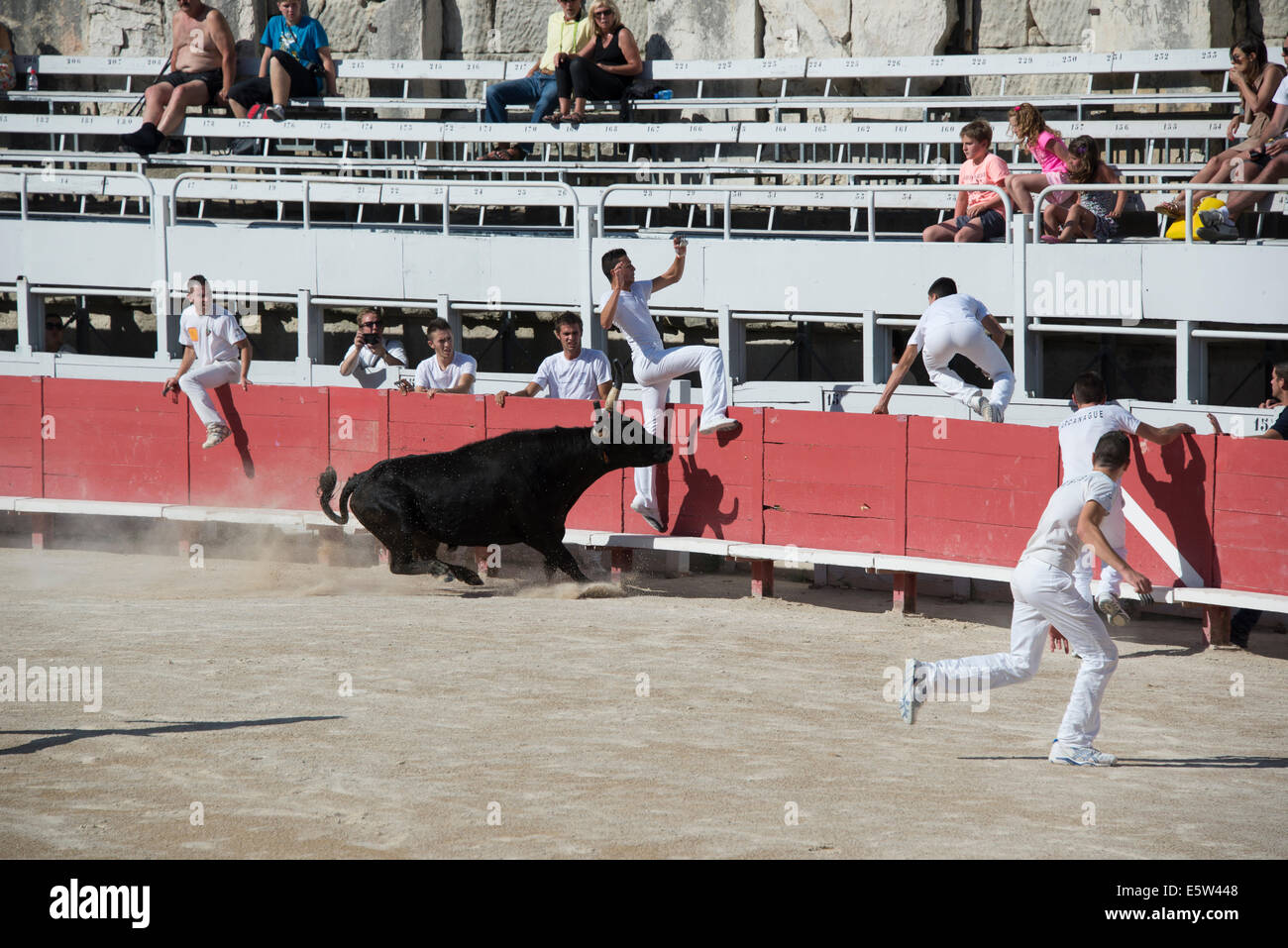 Bull Race, Arles, France Stock Photo - Alamy
