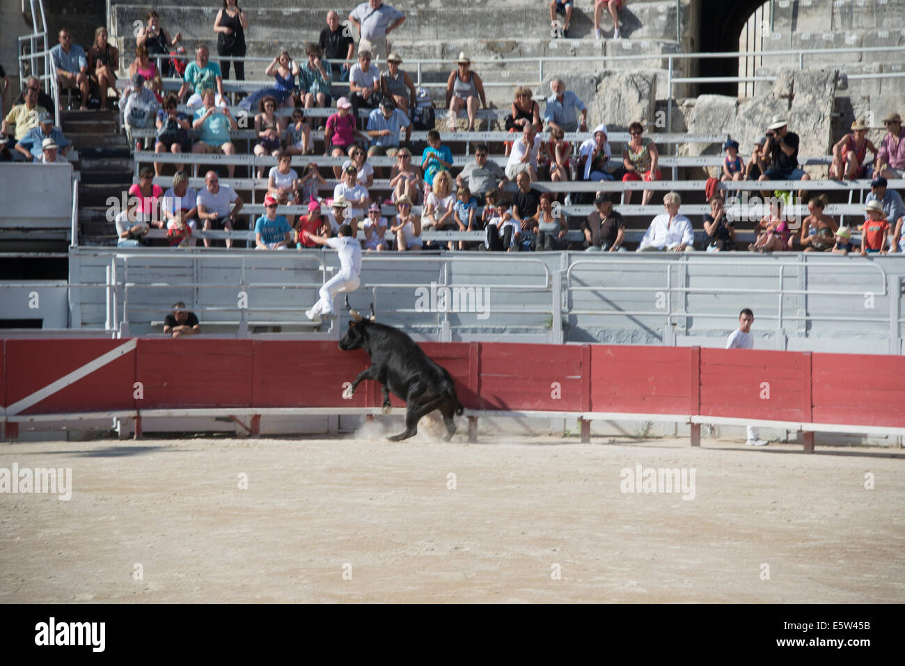 Bull Race, Arles, France Stock Photo - Alamy