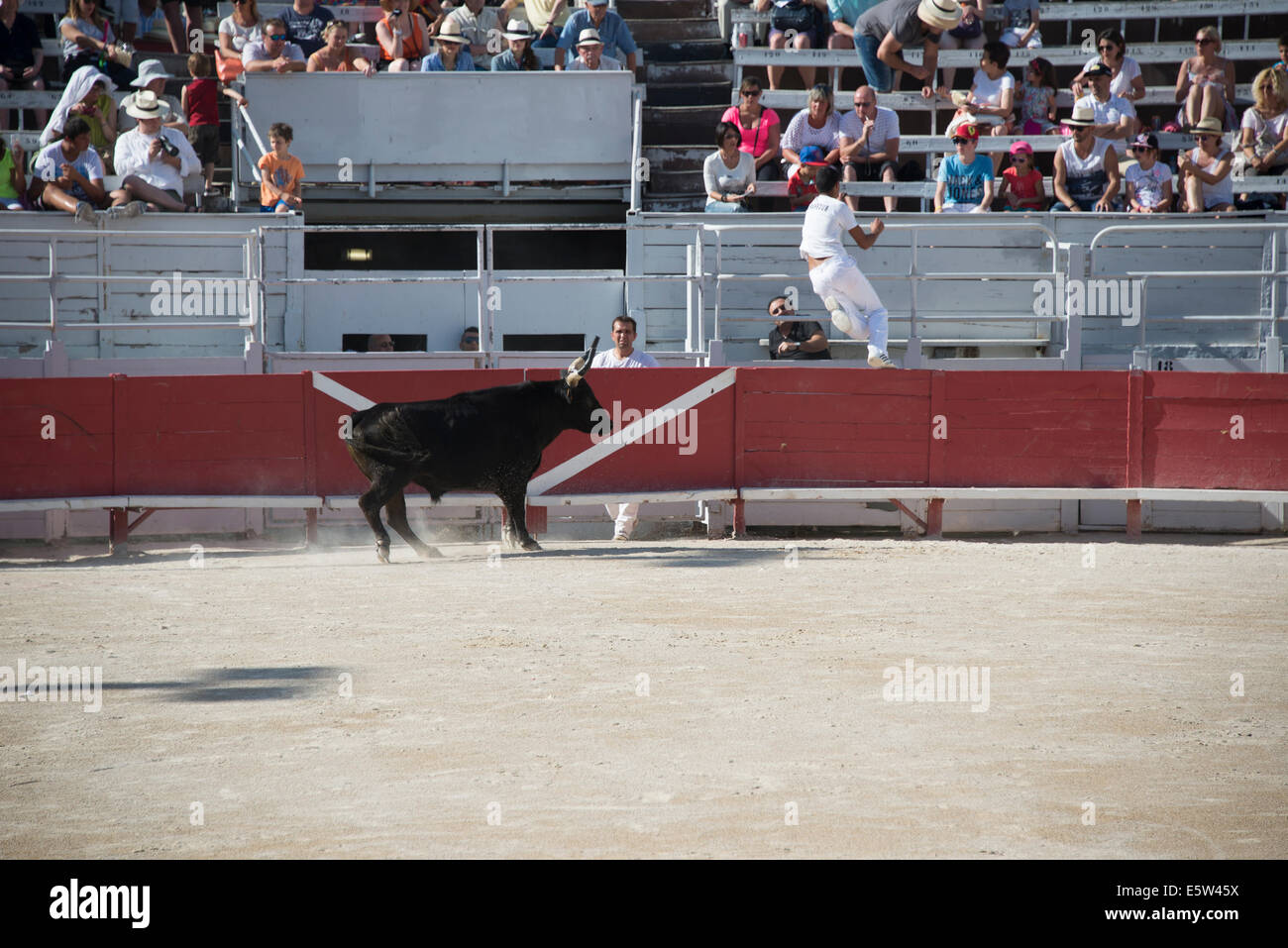 Bull Race, Arles, France Stock Photo - Alamy