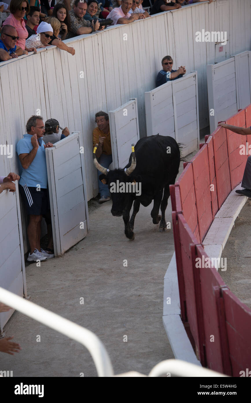 Bull Race, Arles, France Stock Photo - Alamy