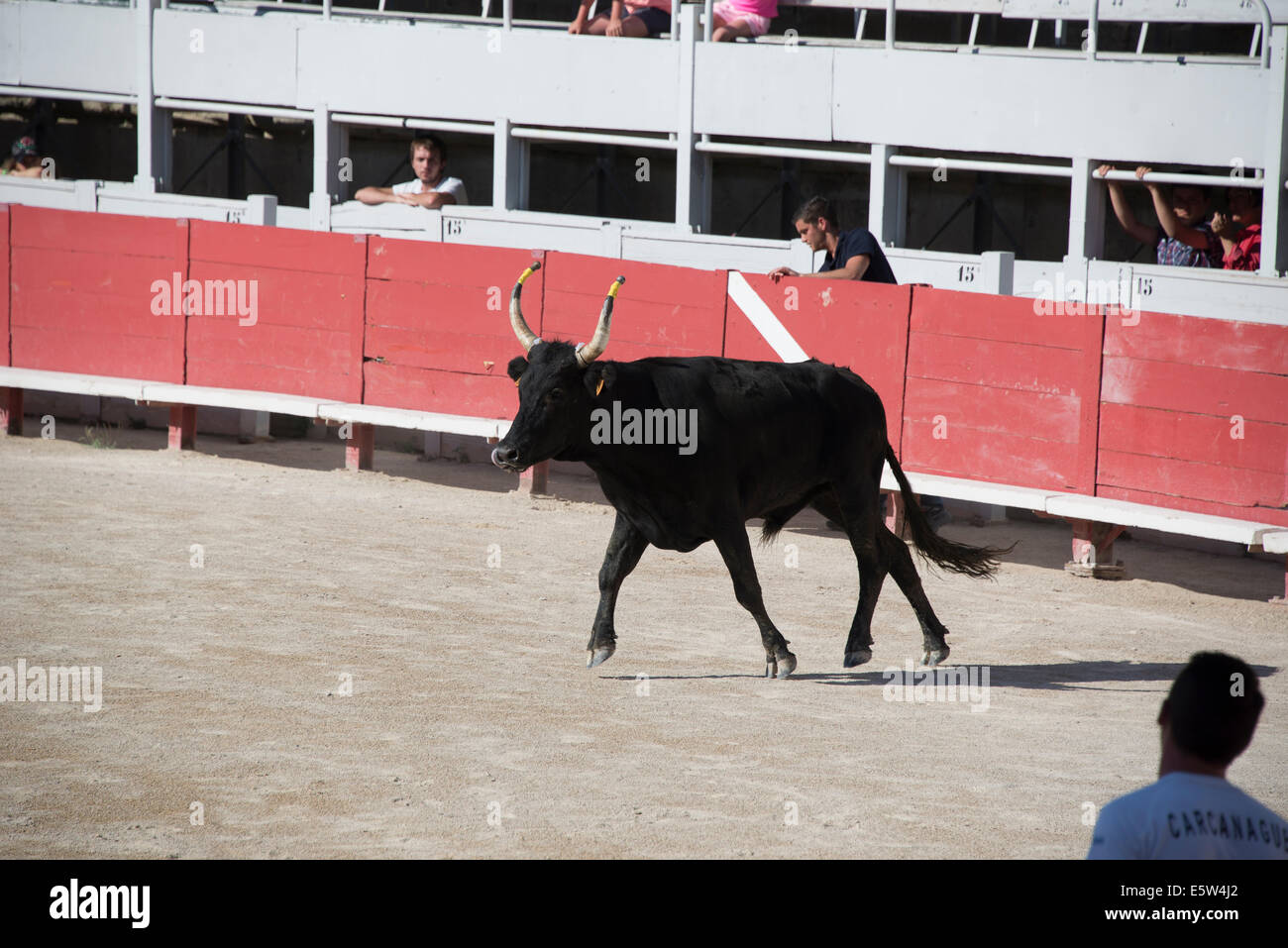 Bullrace hi-res stock photography and images - Alamy