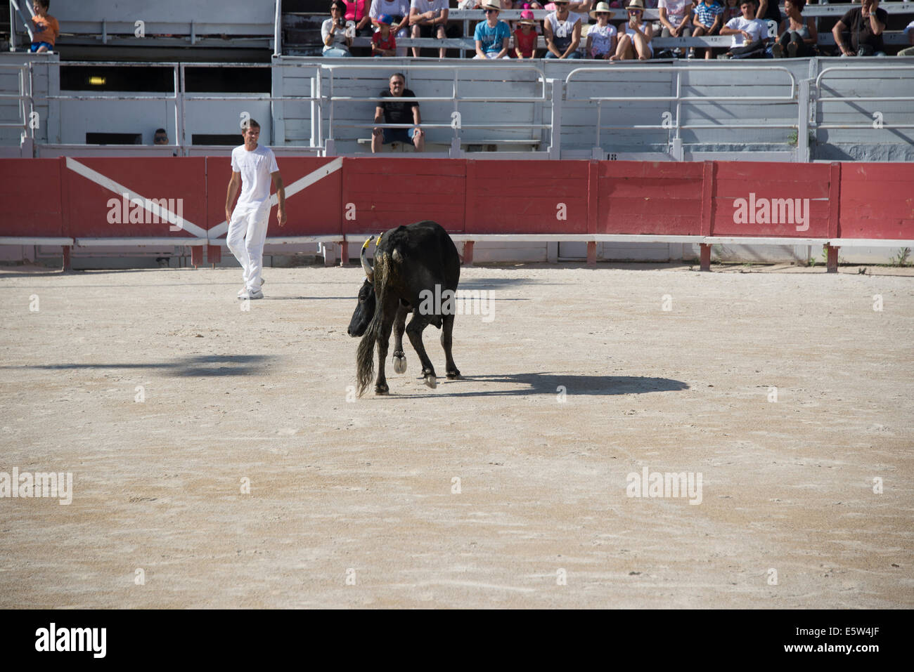 Bull Race, Arles, France Stock Photo - Alamy