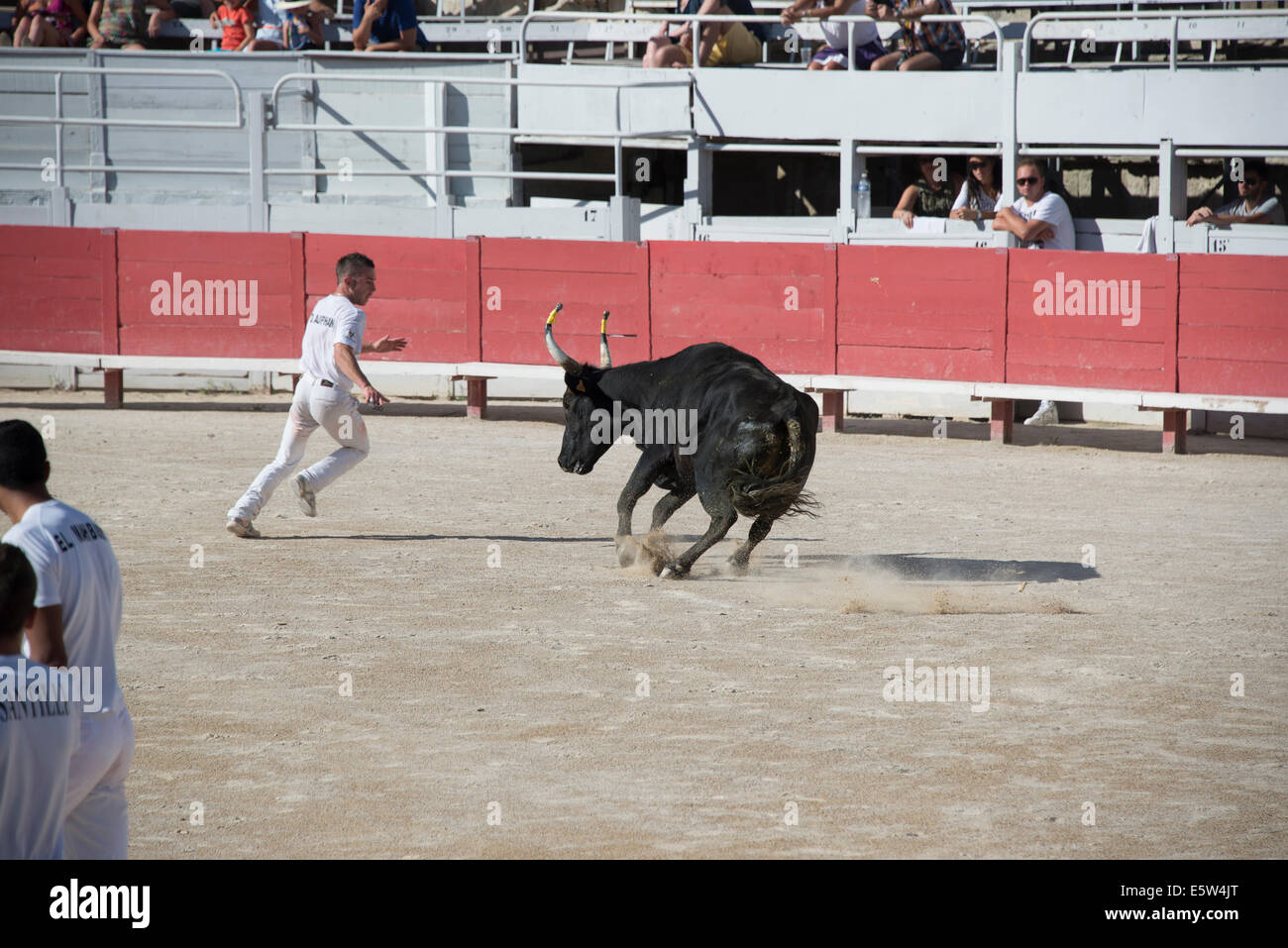 Bull Race, Arles, France Stock Photo - Alamy