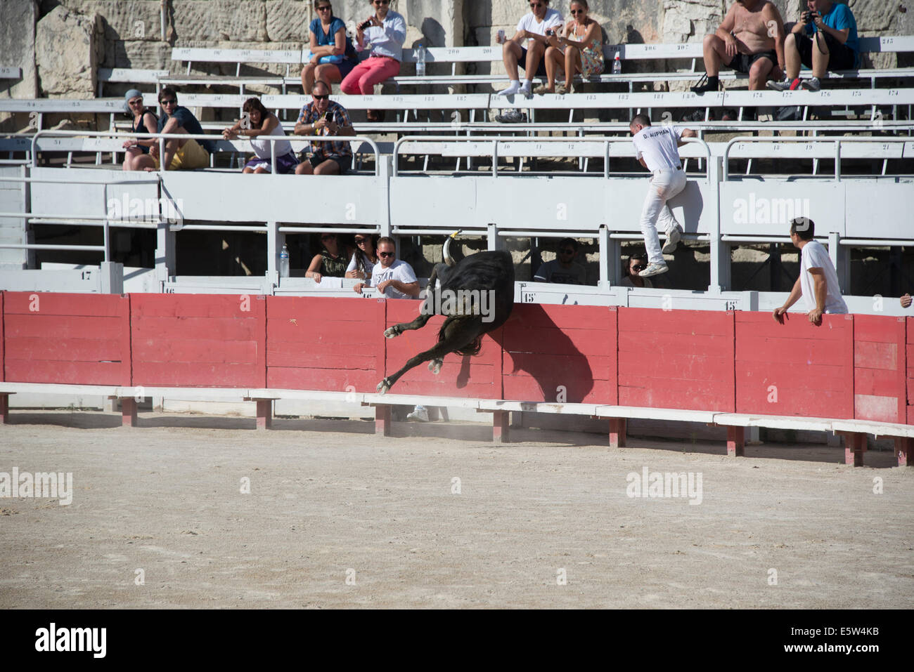Bull Race, Arles, France Stock Photo - Alamy