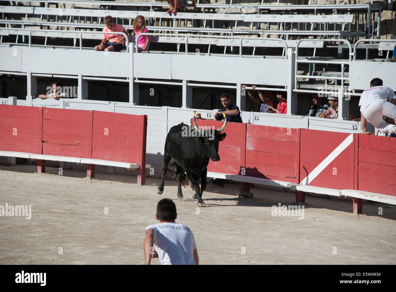 Bull Race, Arles, France Stock Photo - Alamy