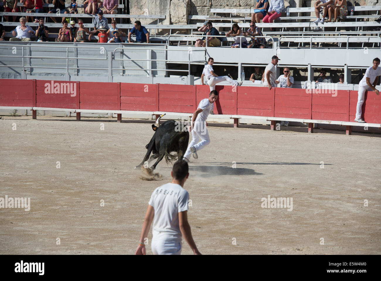 Bull Race, Arles, France Stock Photo - Alamy