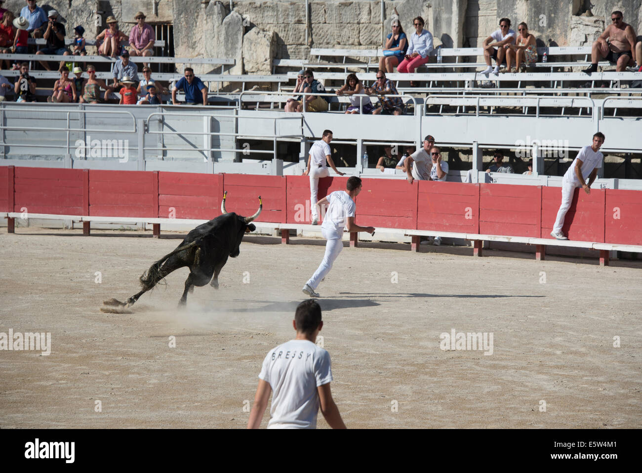 Bull Race, Arles, France Stock Photo - Alamy