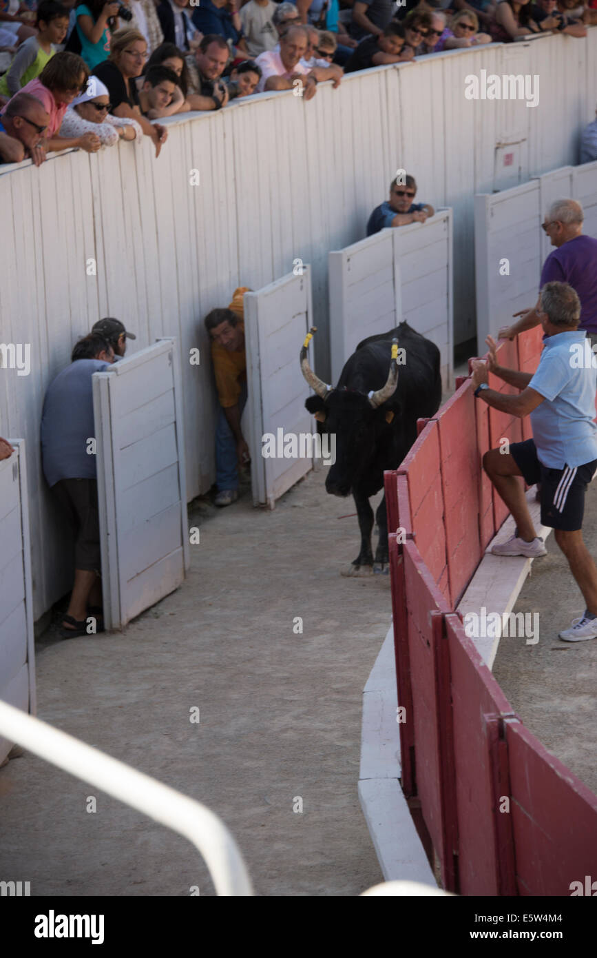 Bull Race, Arles, France Stock Photo - Alamy