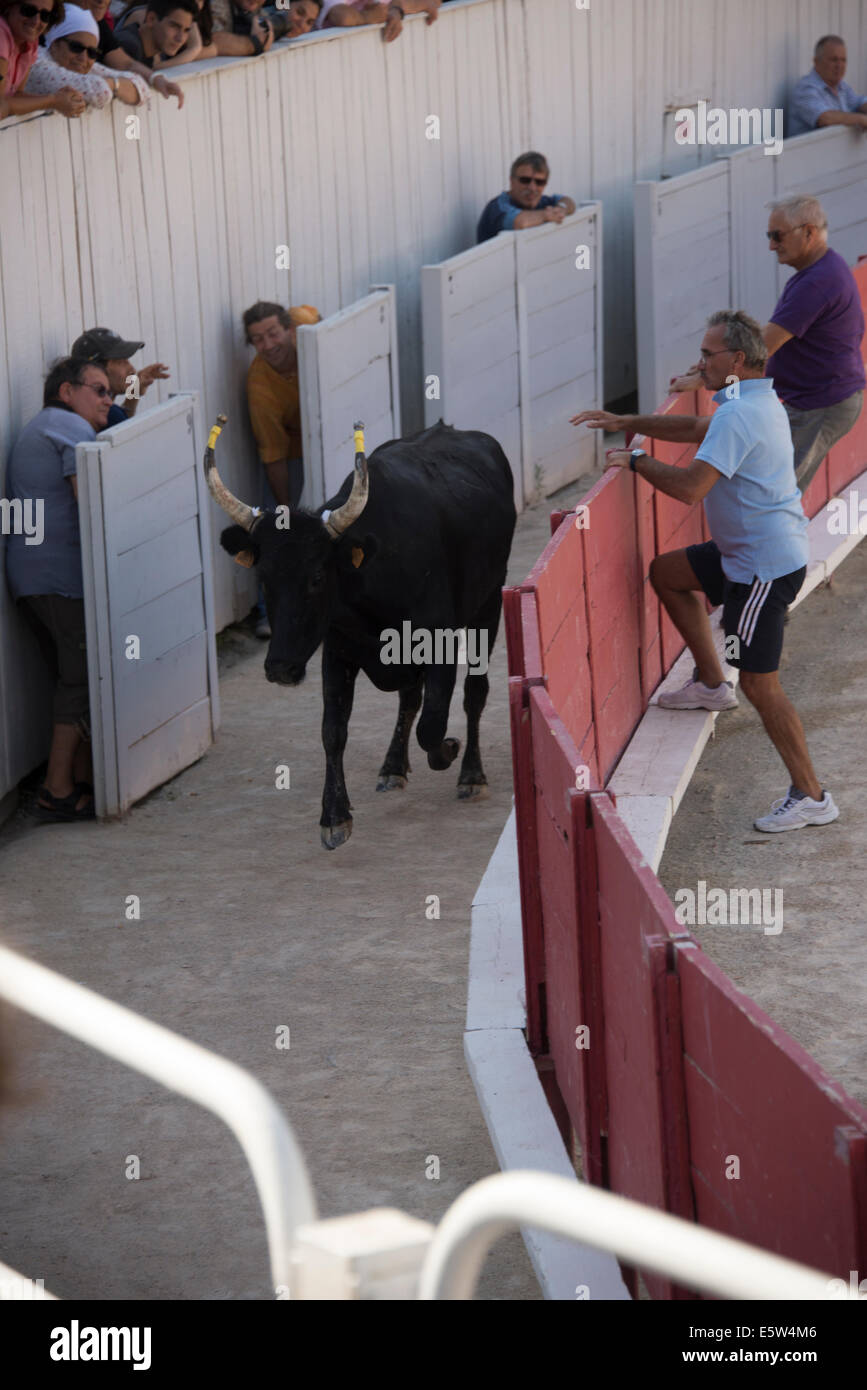 Bull Race, Arles, France Stock Photo - Alamy