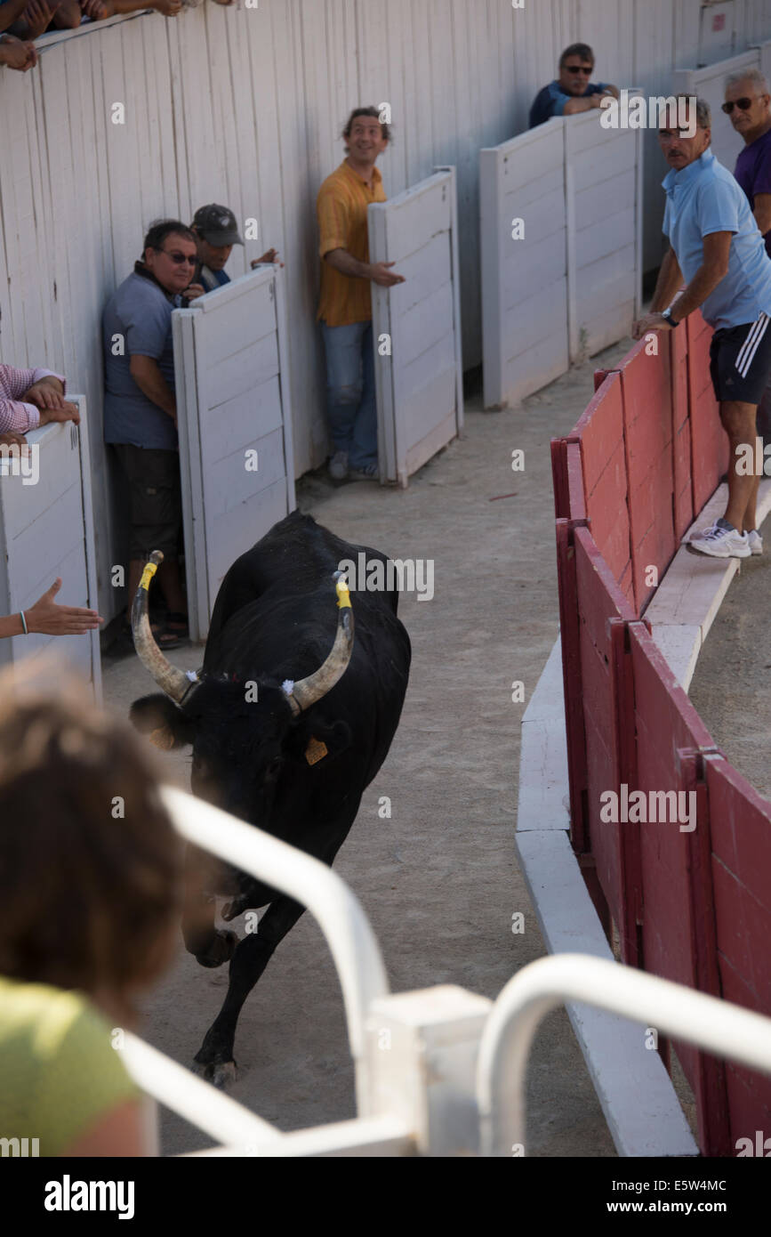Bull Race, Arles, France Stock Photo - Alamy