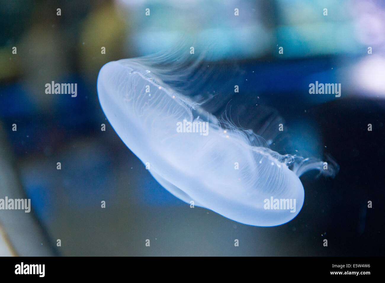 moon jellyfish - Aurelia aurita in the water Stock Photo