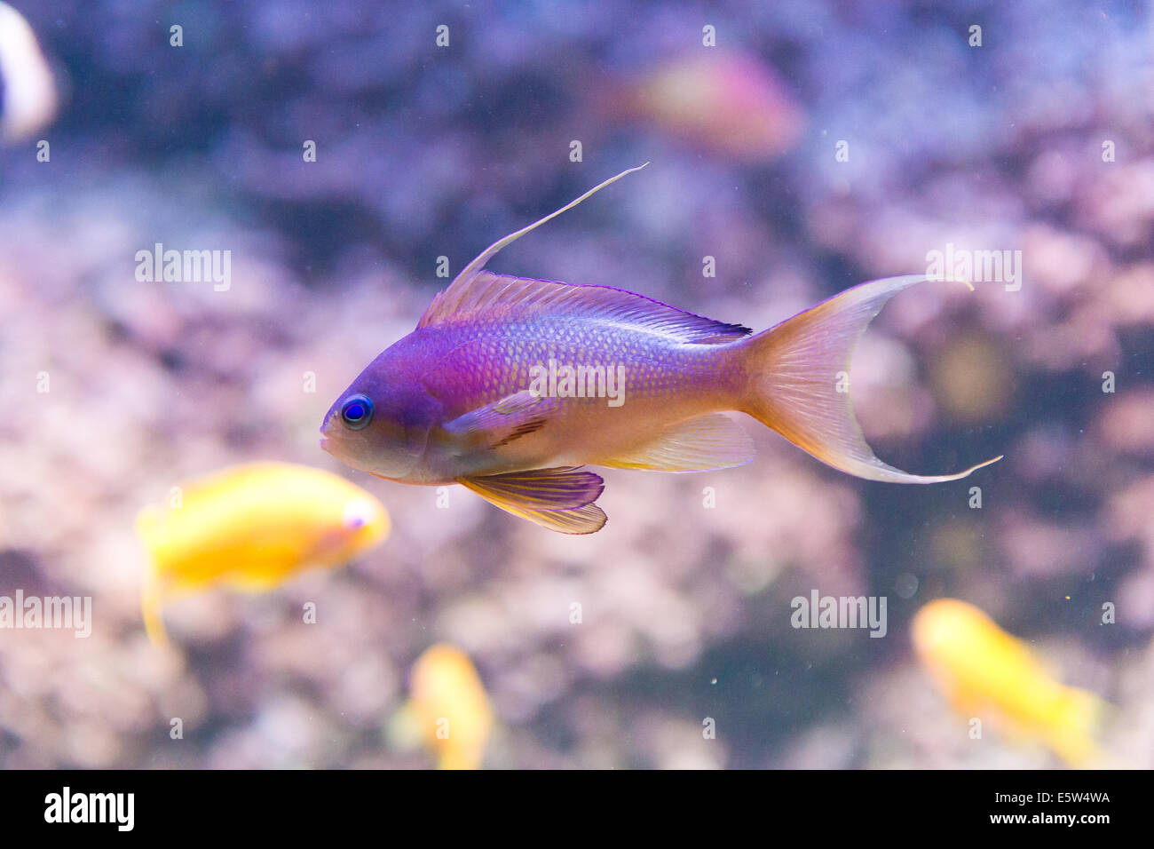 saltwater fish - sea goldie - anthias squamipinnis - male Stock Photo