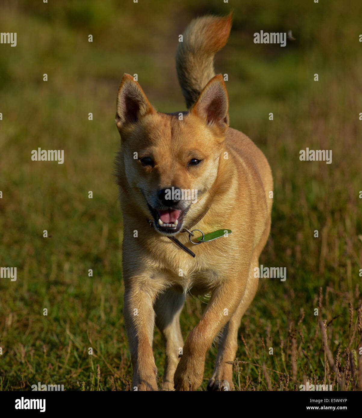 Small dog in countryside Stock Photo