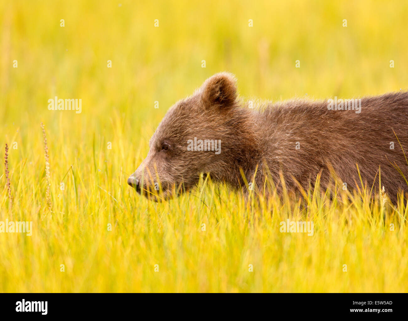 Alaska Brown Bear Cub in Meadow Stock Photo - Alamy