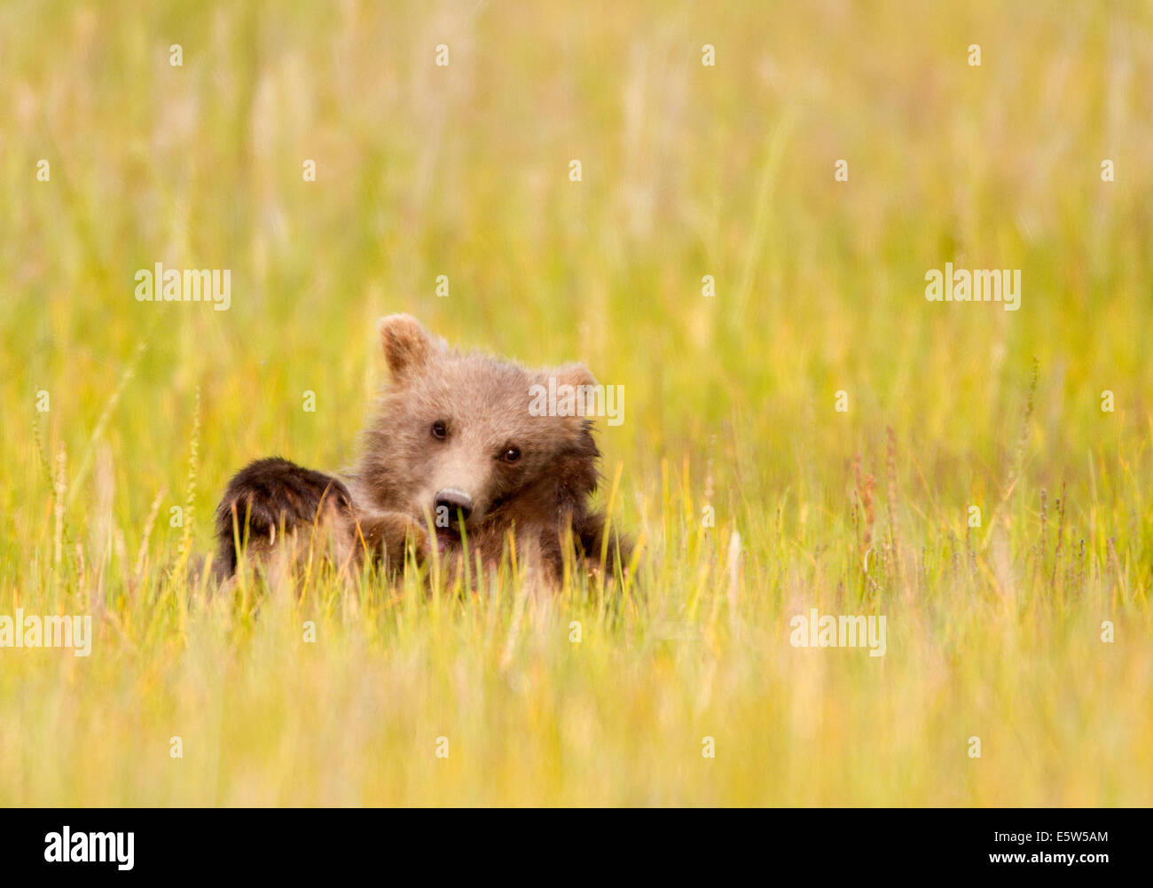 Alaska Brown Bear Cub in Meadow Stock Photo - Alamy