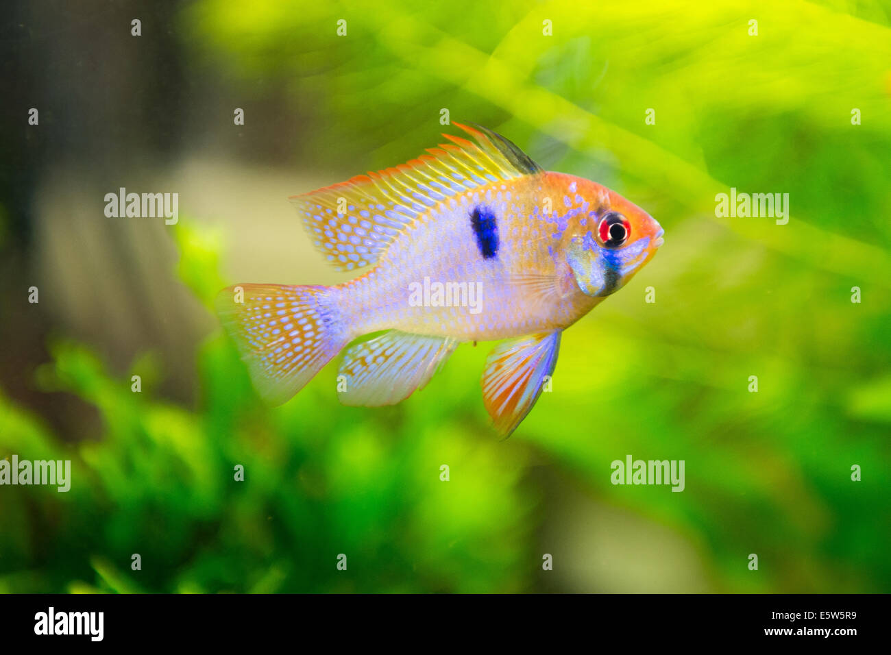 freshwater fish - Mikrogeophagus ramirezi,ram cichlid,male Stock Photo